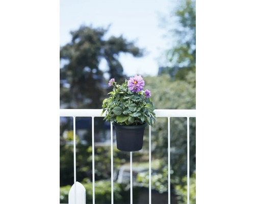 Dahlie in einem Topf, befestigt an einem Balkongeländer.