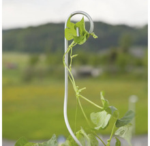Plante poussant sur un treillis
