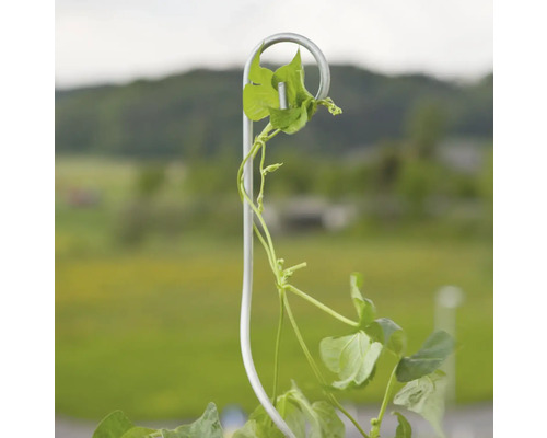 Plante poussant sur un treillis