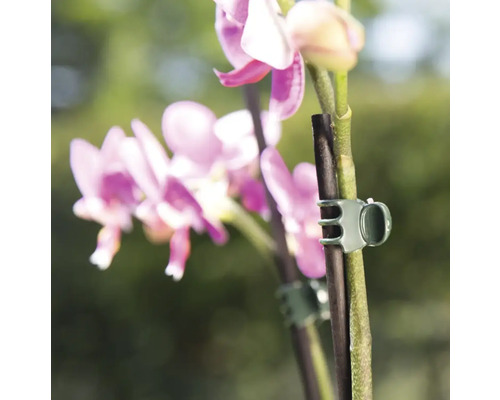Orchidee mit Pflanzenklammern zur Unterstützung des Pflanzenwachstums