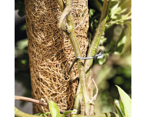 Kokosmatte mit Pflanzenbefestigung
