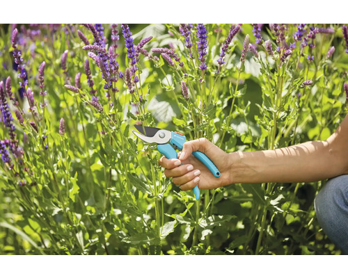 Sécateur en cours d''utilisation pour tailler des plantes