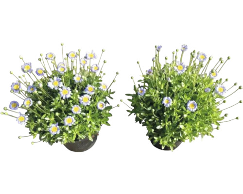 Deux pots de plantes de marguerites touffues