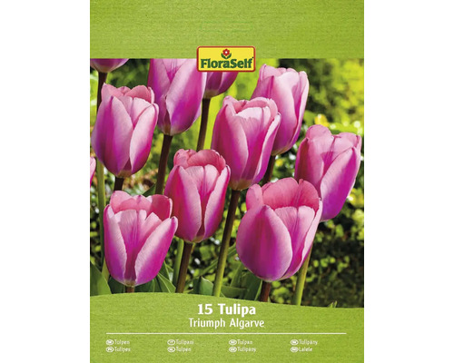 Blumenzwiebel Tulpe FloraSelf 'Algarve' 15 Stück