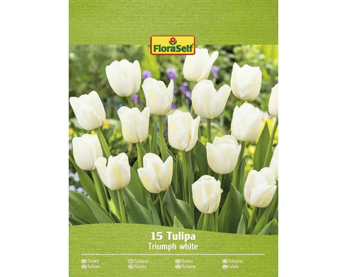 Blumenzwiebel Tulpe FloraSelf 'Triumph Weiss' 15 Stück