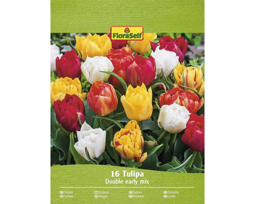 Blumenzwiebel Tulpe FloraSelf ' Gefüllte Mischung ' 16 Stück