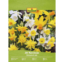 Packung Narzissenmischung mit 20 Blumenzwiebeln