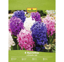 Blumenzwiebel Hyazinthe FloraSelf ' Mischung ' 8 Stück