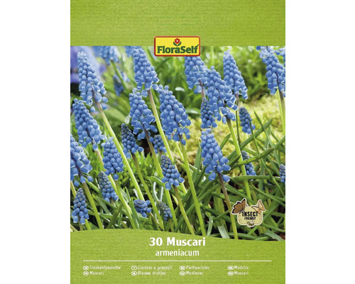 Bulbes de muscari FloraSelf 'Armeniacum' 30 pièces