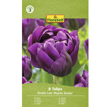 FloraSelf Tulpen Double Late Negrita Double, Packung mit 8 Stück