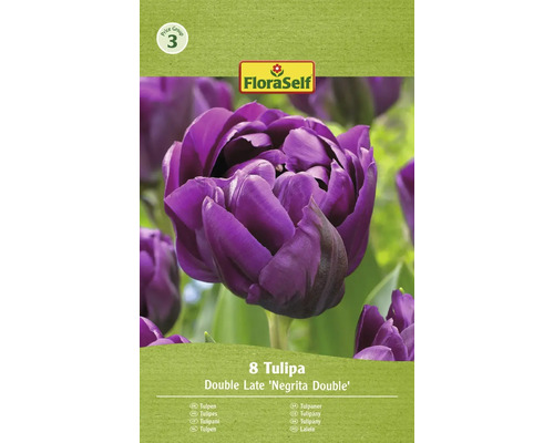 Blumenzwiebel Tulpe FloraSelf 'Negrita Double' 8 Stück