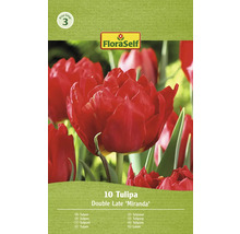 Bulbe Tulipe FloraSelf ' Miranda ' 10 pièces