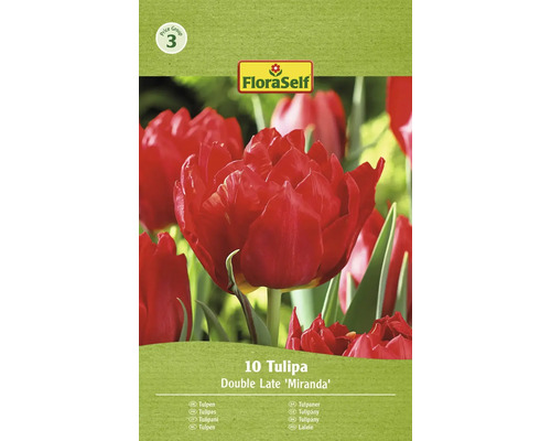 Bulbe Tulipe FloraSelf ' Miranda ' 10 pièces