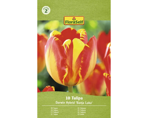 Blumenzwiebel Tulpe FloraSelf 'Banja Luka' 10 Stück