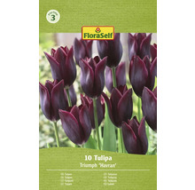 Paquet de tulipes Triumph Havran avec dix pièces