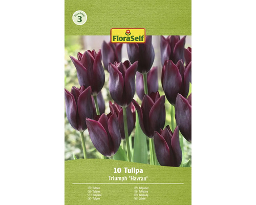 Paquet de tulipes Triumph Havran avec dix pièces