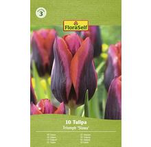 FloraSelf Triumph Tulpe Slawa, 10 Stück