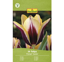 Packung Triumph Tulpen Gavota, 10 Stück