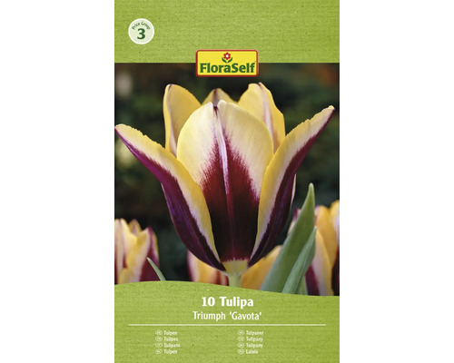 Blumenzwiebel Tulpe FloraSelf 'Gavota' 10 Stück