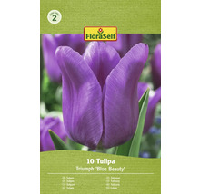 Bulbes de tulipes FloraSelf 'Blue Beauty' 10 pièces