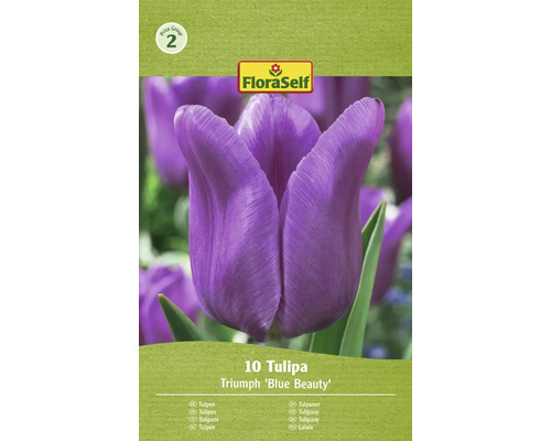 Bulbes de tulipes FloraSelf 'Blue Beauty' 10 pièces