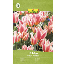 Bulbes de tulipes FloraSelf 'Quebec' 10 pièces