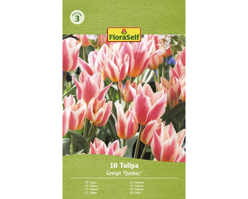 Bulbes de tulipes FloraSelf 'Quebec' 10 pièces