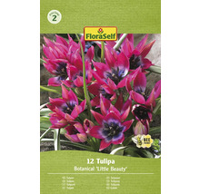 FloraSelf Tulpen Botanical Little Beauty, Packung mit 12 Stück