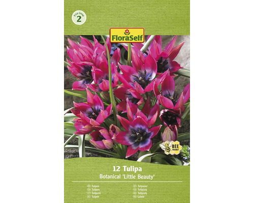 Blumenzwiebel Tulpe FloraSelf 'Pulchella Little Beauty' 12 Stück