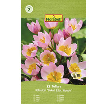 Verpackung Tulpen Botanical Bakeri Lilac Wonder mit Bienenfreundlich-Symbol