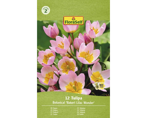 Blumenzwiebel Tulpe FloraSelf ' Bakerii Lilac Wonder ' 12 Stück