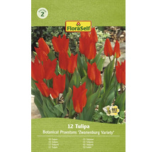 Verpackung mit 12 Tulpen der Sorte Botanical Praestans ''Zwanenburg Variety''