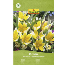 Packung mit 15 Tulipa Tarda Dasystemon Blumenzwiebeln