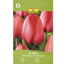Packung Darwin Hybrid Tulpen der Sorte Red Impression