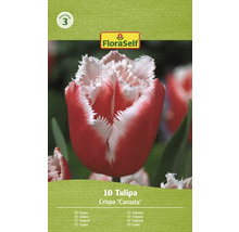 Verpackung mit zehn Crispa Canasta Tulpen von FloraSelf