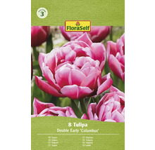 Verpackung mit acht Tulpen der Sorte Double Early Columbus