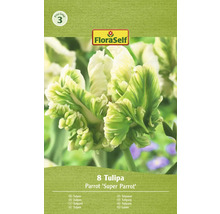 FloraSelf Papagei Tulpenzwiebeln, 8 Stück