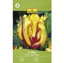 Bulbes de tulipes FloraSelf 'Texas Flame' 8 pièces