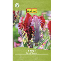 Bulbe Tulipe FloraSelf ' Rococo ' 8 pièces