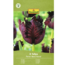 Verpackung mit acht Tulpen der Sorte Parrot Black Parrot