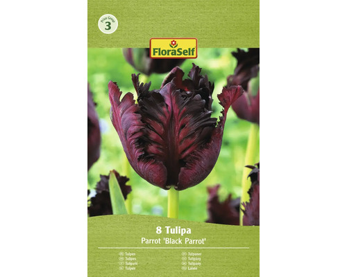Blumenzwiebel Tulpe FloraSelf ' Black Parrot ' 8 Stück
