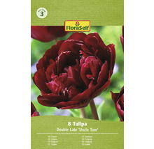 Verpackung mit acht Tulpen der Sorte Double Late Uncle Tom