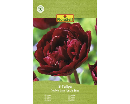 Blumenzwiebel Tulpe FloraSelf ' Uncle Tom ' 8 Stück
