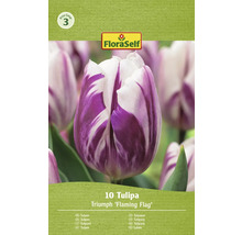 FloraSelf Tulpen Triumph Flaming Flag, 10er-Pack