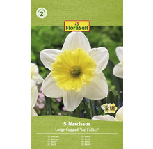 Bulbes de narcisses FloraSelf 'Ice Follies' 5 pièces