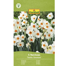 Verpackung mit 5 Narzissen Tazetta ''Geranium''