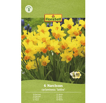 Verpackung Narzissen der Sorte Jetfire, bienenfreundlich