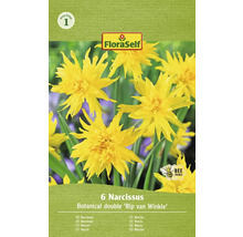 Bulbes de narcisses FloraSelf 'Rip van Winkle' 6 pièces
