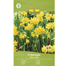 Bulbes de narcisses FloraSelf 'Tête à Tête' 6 pièces