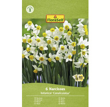 Bulbes de narcisses FloraSelf 'Canaliculatus' 6 pièces